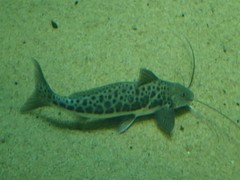 Calophysus macropterus