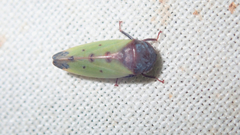Polana