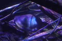 Carettochelys insculpta