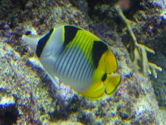 Chaetodon falcula