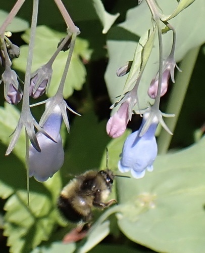 Sitka Bumble Bee photo 3