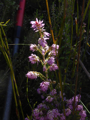 Erica similis