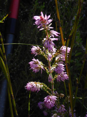 Erica similis