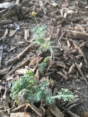 Matricaria discoidea