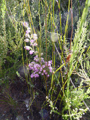 Erica similis