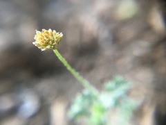 Matricaria discoidea