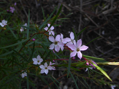 Billardiera cymosa