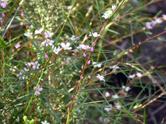Billardiera cymosa