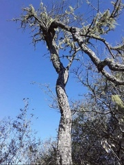 Sebastiania commersoniana