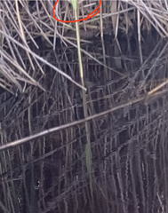 Cistothorus palustris