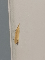 Donacaula forficella