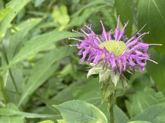 Monarda media