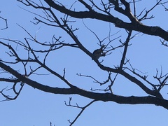 Passer domesticus domesticus