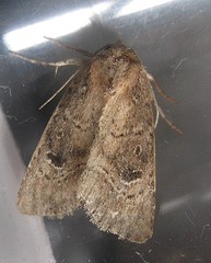 Anhimella contrahens