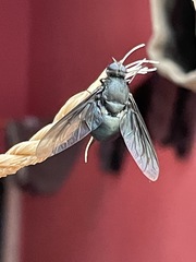 Satyramoeba bipunctata