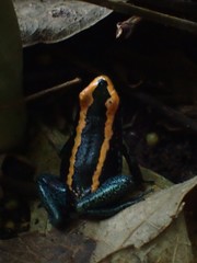 Phyllobates