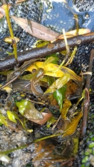 Hyla intermedia perrini