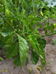 Karwinskia calderonii