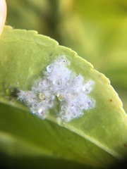 Aleurothrixus floccosus