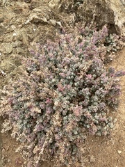 Extriplex californica