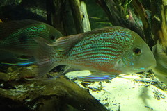 Geophagus sveni