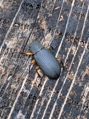 Haplandrus fulvipes