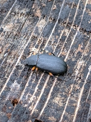 Haplandrus fulvipes