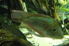 Geophagus sveni