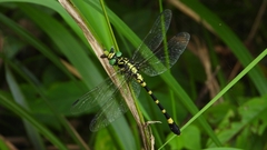 Lamelligomphus ringens