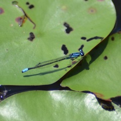 Enallagma geminatum