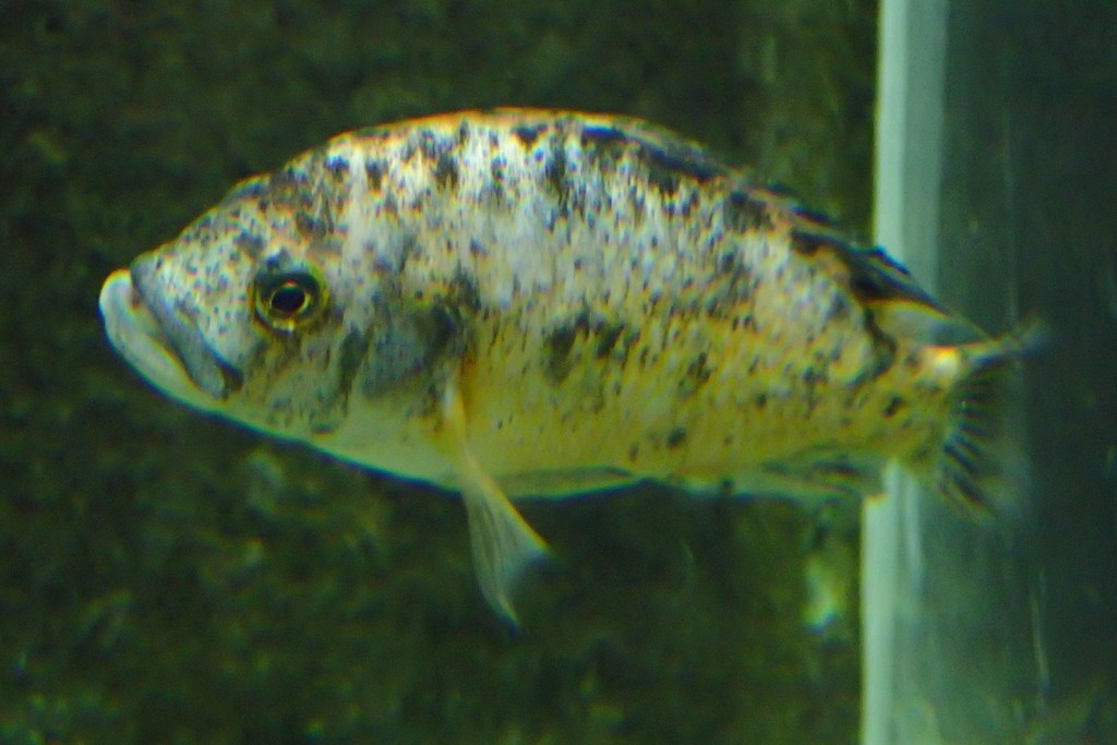 Cichlid