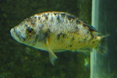 Haplochromis chilotes