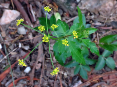 Zizia trifoliata