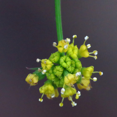 Zizia trifoliata