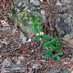 Zizia trifoliata