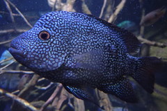 Herichthys carpintis