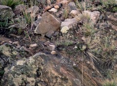 Cinclodes olrogi