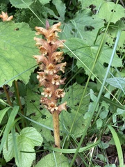 Orobanche flava