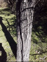 Sebastiania commersoniana