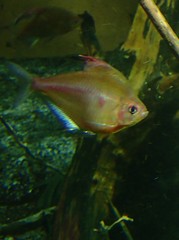 Hyphessobrycon erythrostigma