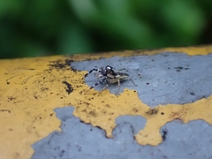 Phintelloides