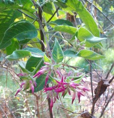 Cestrum roseum