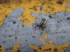 Phintelloides