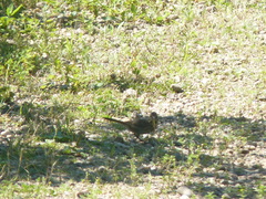 Melospiza melodia image