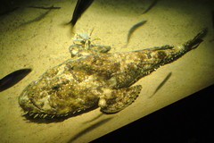 Lophius piscatorius