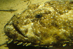 Lophius piscatorius