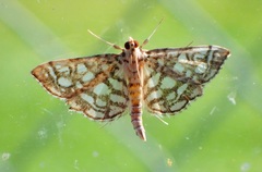 Lygropia rivulalis