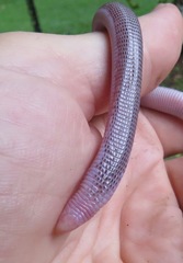 Amphisbaena brasiliana