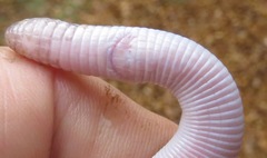 Amphisbaena brasiliana