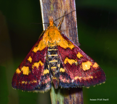 Pyrausta aurata